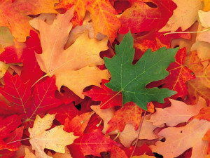 concert automne